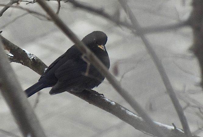 kos  - Hanna Żelichowska