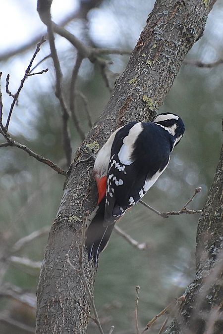 dzięcioł duży  - Hanna Żelichowska