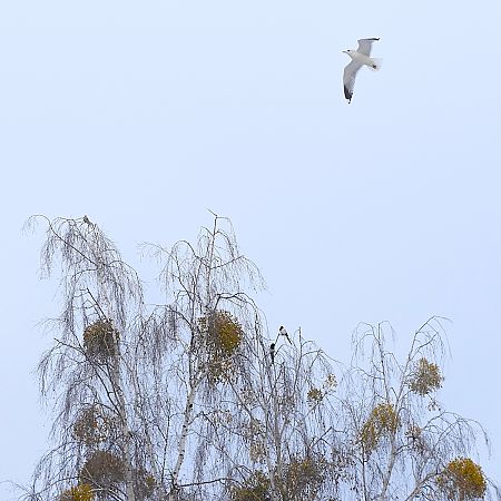 mewa siwa  - Hanna Żelichowska