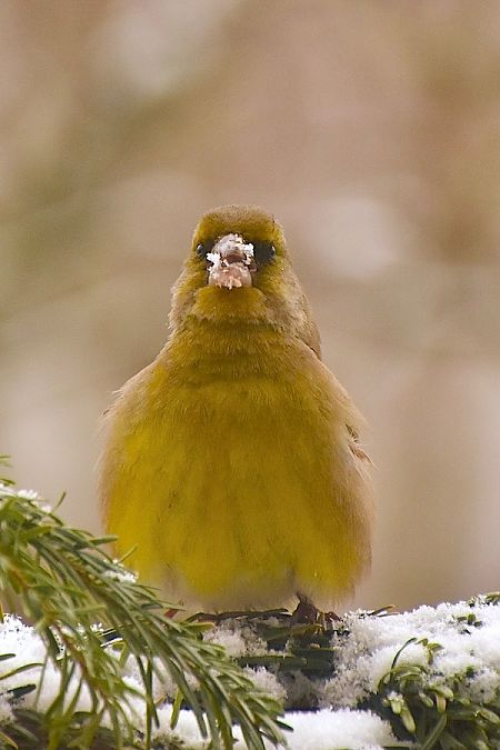 dzwoniec  - Hanna Żelichowska