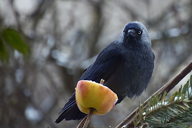 kawka  - Hanna Żelichowska