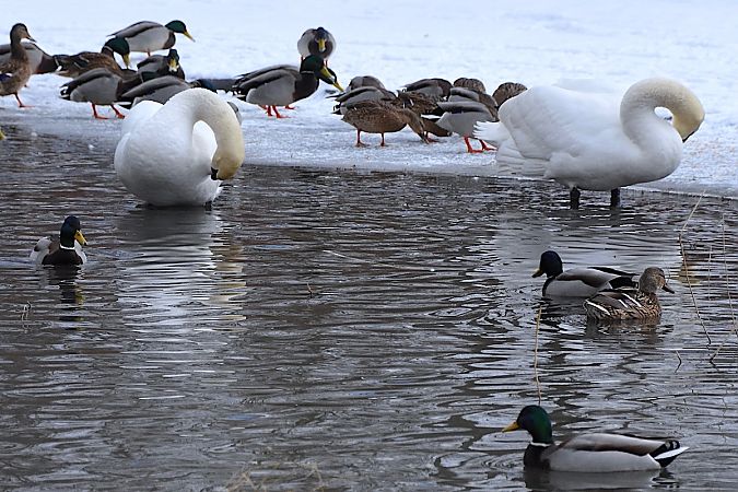 łabędź niemy  - Hanna Żelichowska