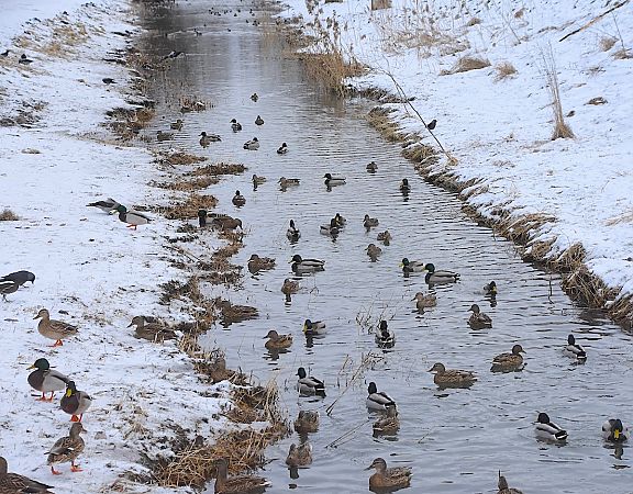 krzyżówka  - Hanna Żelichowska