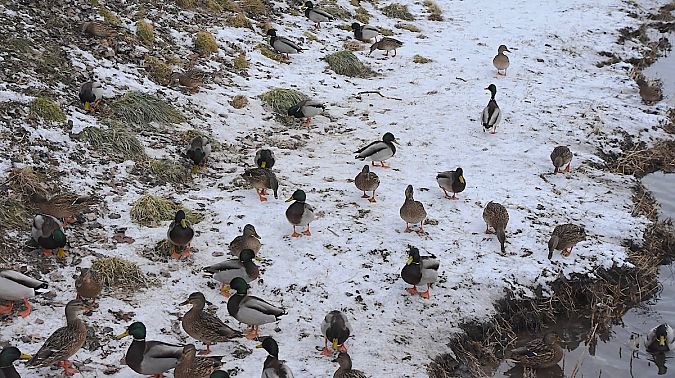 Stockente  - Hanna Żelichowska
