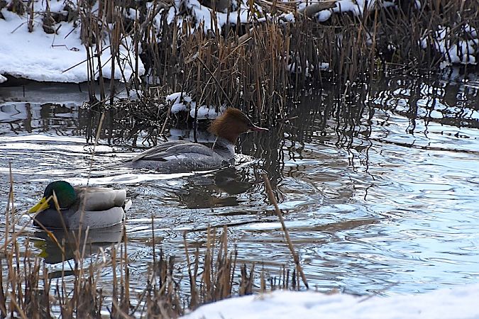 Harle bièvre  - Hanna Żelichowska