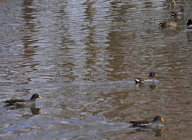 kokoszka  - Hanna Żelichowska