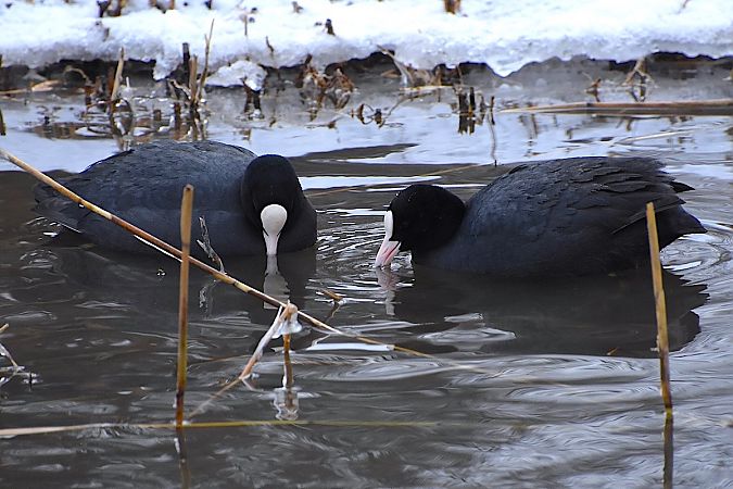 łyska  - Hanna Żelichowska