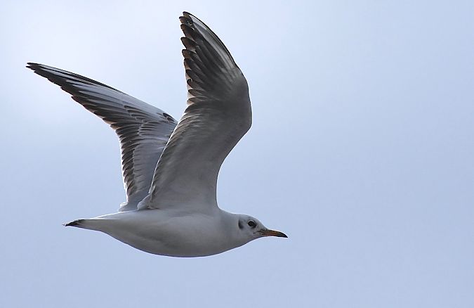 śmieszka  - Hanna Żelichowska