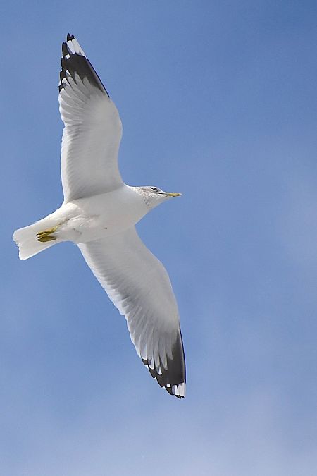 mewa siwa  - Hanna Żelichowska