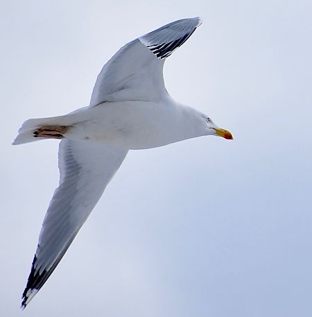 mewa srebrzysta  - Hanna Żelichowska