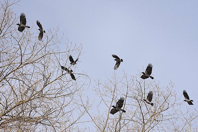 Nebelkrähe  - Hanna Żelichowska