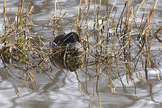 kokoszka  - Hanna Żelichowska