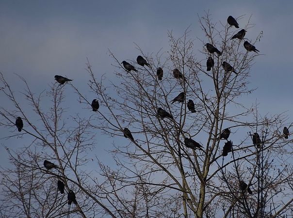 gawron  - Hanna Żelichowska