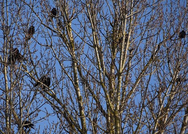 Saatkrähe  - Hanna Żelichowska