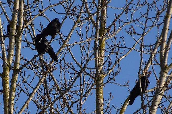 Saatkrähe  - Hanna Żelichowska