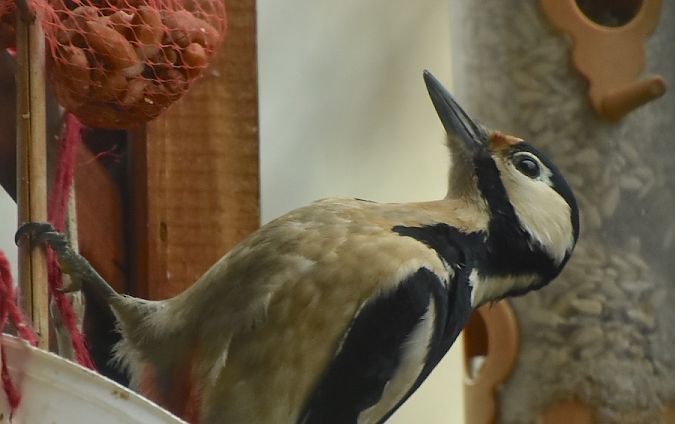 dzięcioł duży  - Hanna Żelichowska