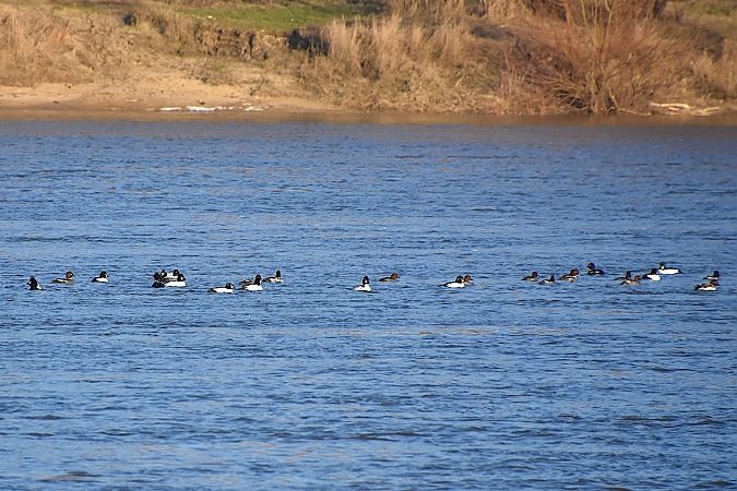 Schellente  - Hanna Żelichowska