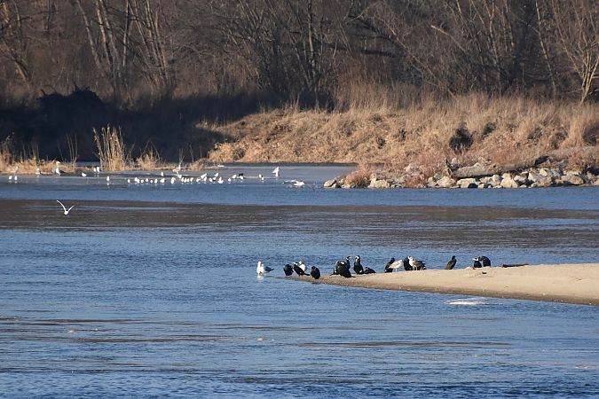 śmieszka  - Hanna Żelichowska