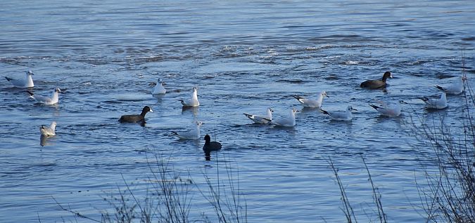 śmieszka  - Hanna Żelichowska