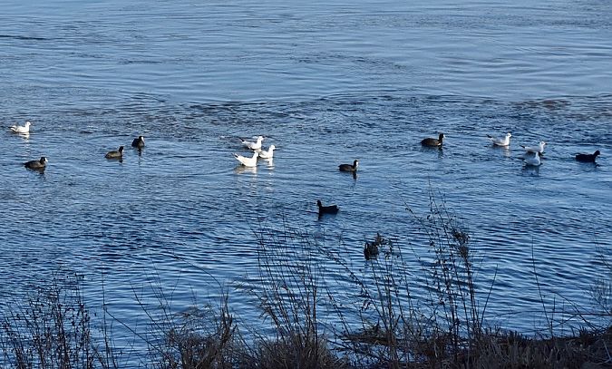 łyska  - Hanna Żelichowska