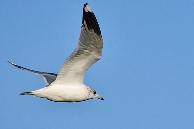 Sturmmöwe  - Hanna Żelichowska