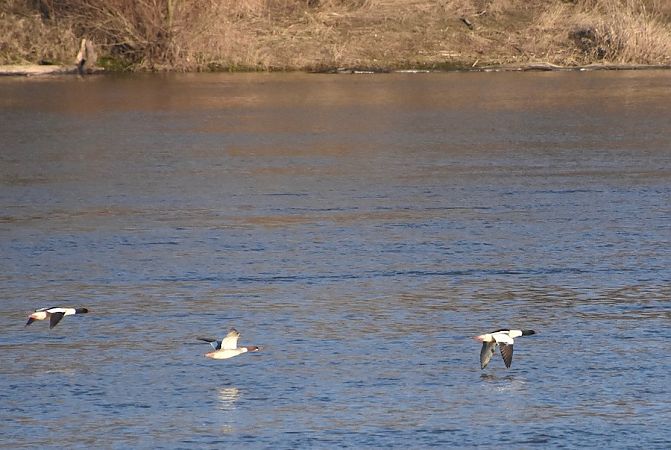 nurogęś  - Hanna Żelichowska