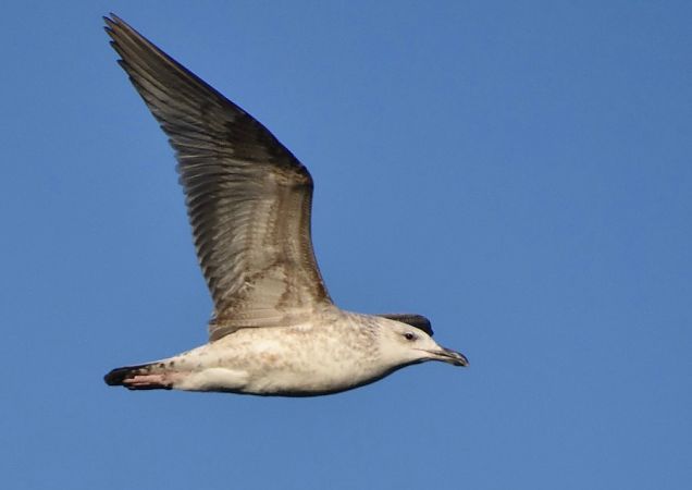 mewa srebrzysta  - Hanna Żelichowska