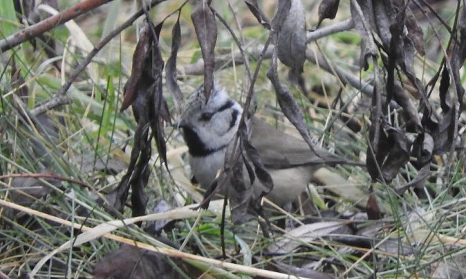 Mésange huppée  - Janusz Maliczak