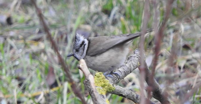Haubenmeise  - Janusz Maliczak