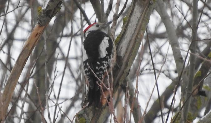 dzięcioł średni  - Janusz Maliczak