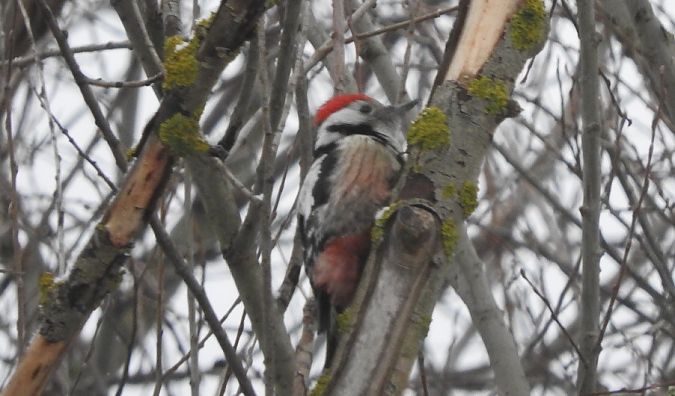 dzięcioł średni  - Janusz Maliczak