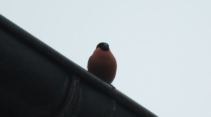 gil  - Janusz Maliczak