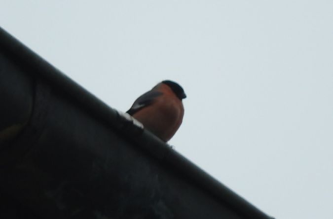 Gimpel  - Janusz Maliczak