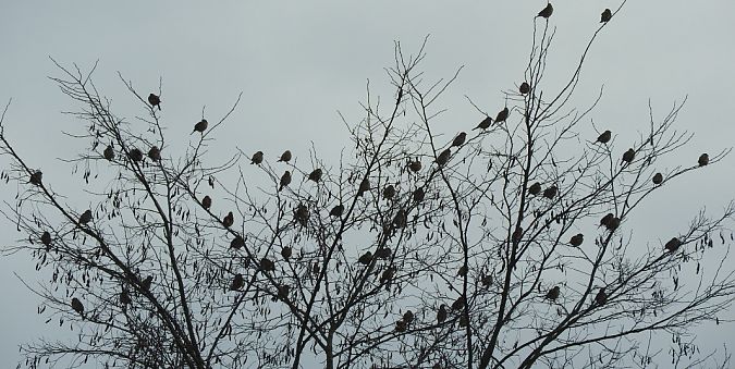 potrzeszcz  - Janusz Maliczak