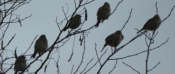 potrzeszcz  - Janusz Maliczak