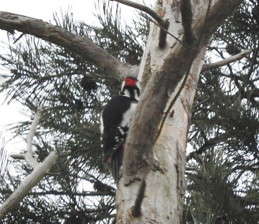 dzięcioł duży  - Janusz Maliczak