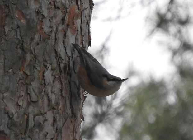 kowalik  - Janusz Maliczak