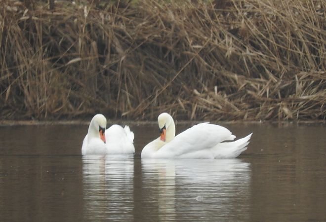 Cygne tuberculé  - Janusz Maliczak