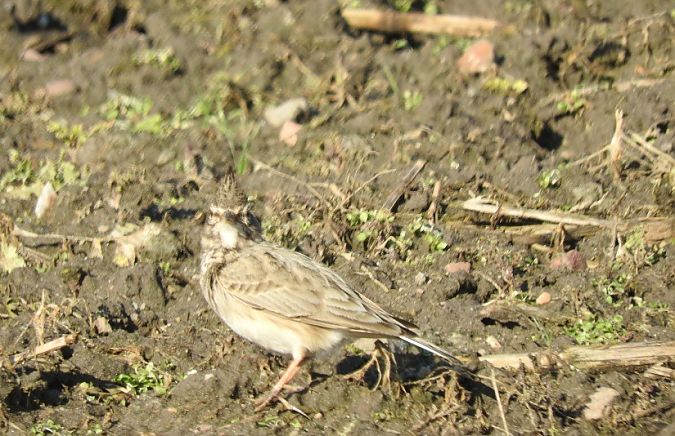 dzierlatka  - Janusz Maliczak