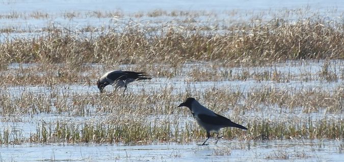 wrona (siwa, ssp. cornix)  - Janusz Maliczak
