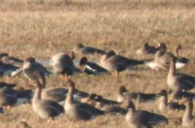 Rothalsgans  - Janusz Maliczak