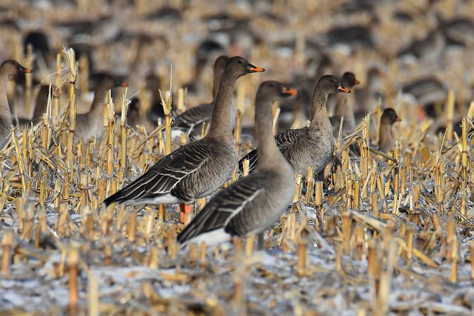 gęś zbożowa  - Krystian Pytel