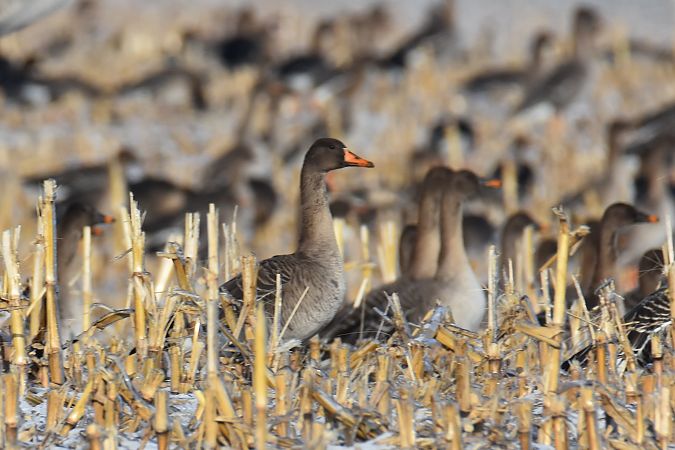 Taiga Bean Goose  - Krystian Pytel