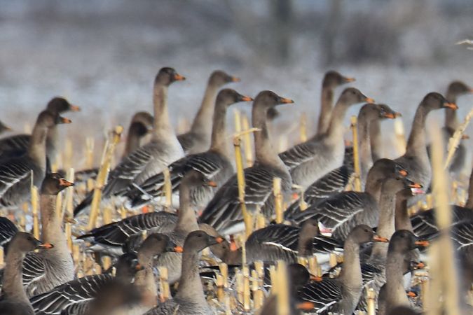 Taiga Bean Goose  - Krystian Pytel