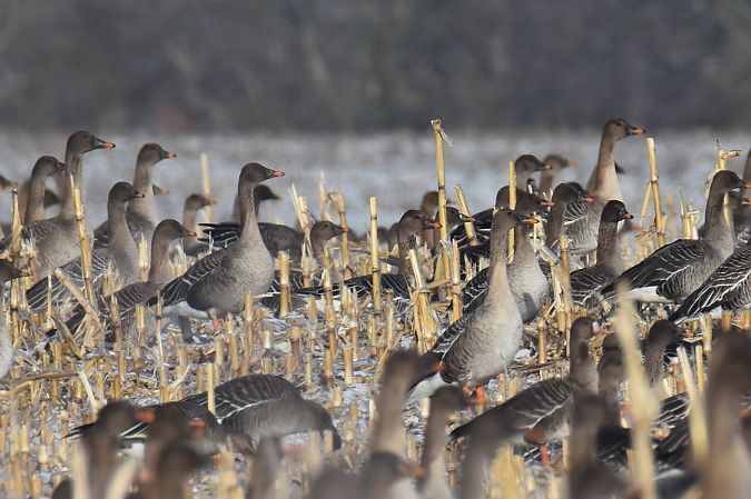 Oie de la taïga  - Krystian Pytel