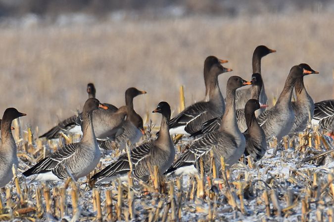 Taiga Bean Goose  - Krystian Pytel