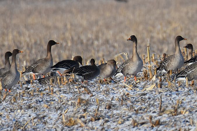 Taiga Bean Goose  - Krystian Pytel