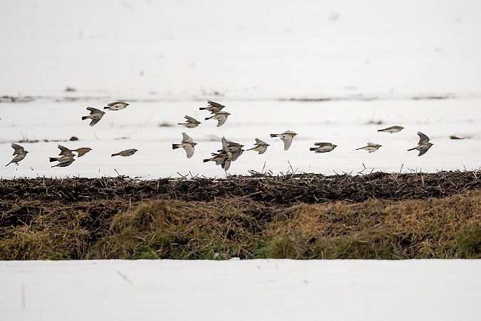 górniczek  - Ewa Janas