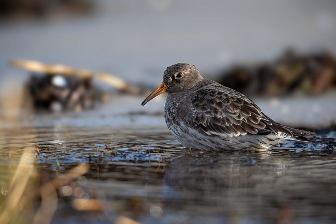 Meerstrandläufer  - Ewa Janas