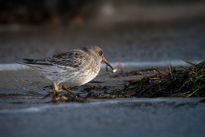 Bécasseau violet  - Ewa Janas